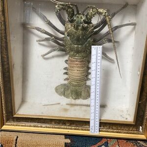 Framed Lobster Display